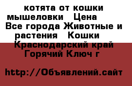 котята от кошки мышеловки › Цена ­ 10 - Все города Животные и растения » Кошки   . Краснодарский край,Горячий Ключ г.